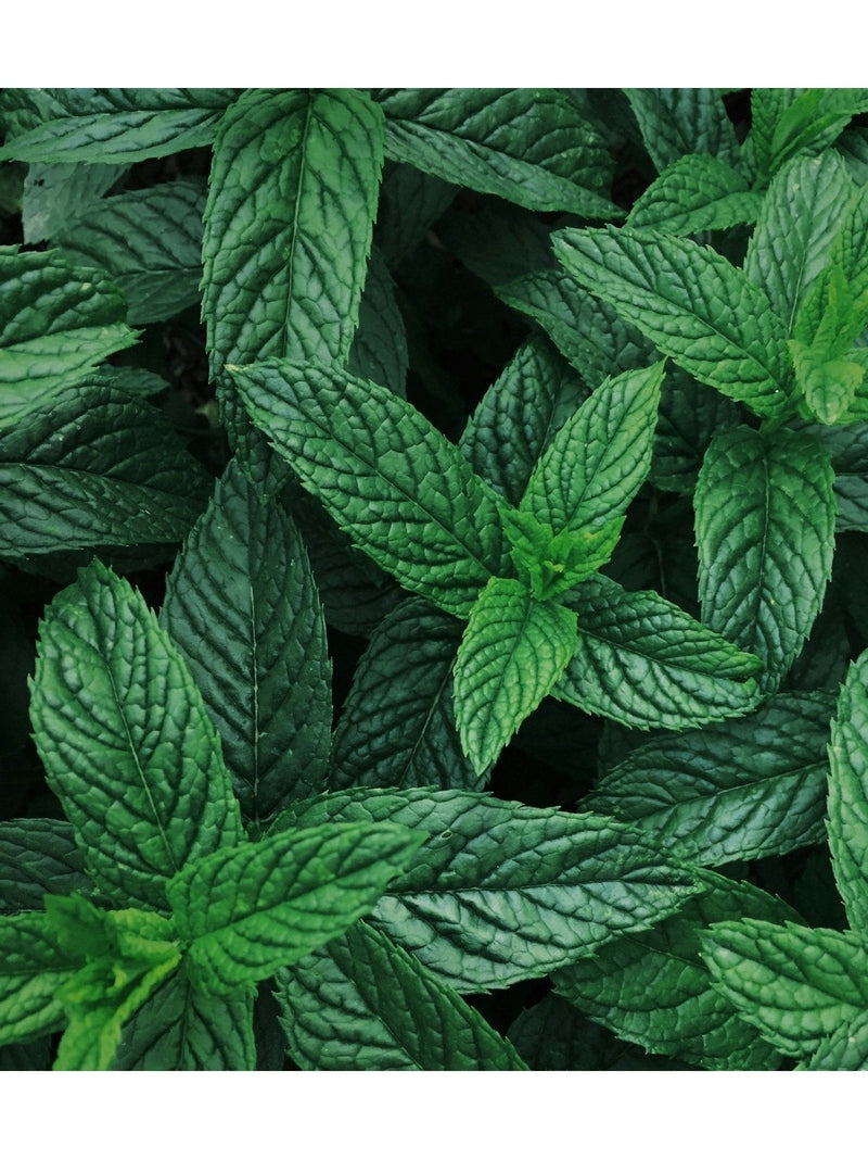 ADORN Peppermint Foot Soak